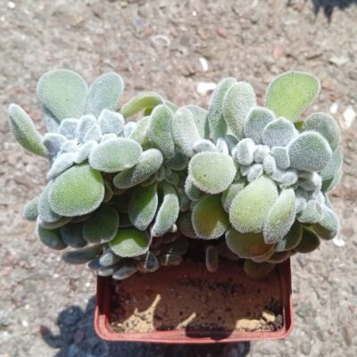 Echeveria pulvinata Frosty