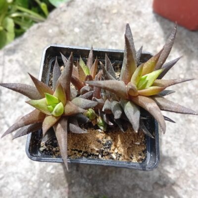 Haworhia rubrobrunea ( Ughlig)