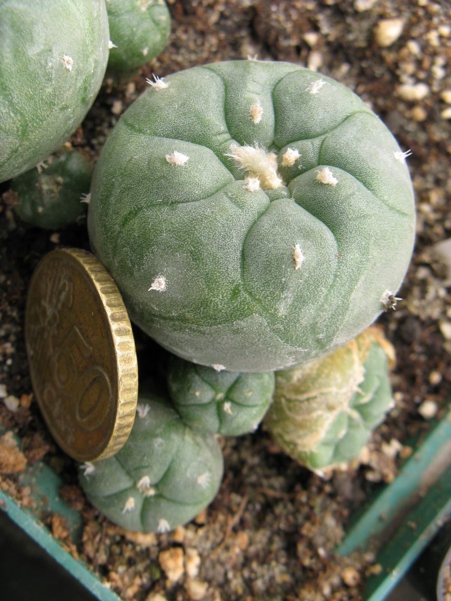 Lophophora jordaniana v caespitosa cl3 #3