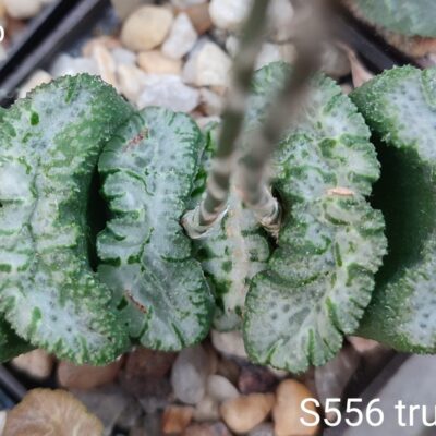 насіння haworthia S556 truncata Araiso x tr seeds