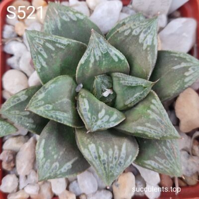 насіння S512 haworthia selection seeds