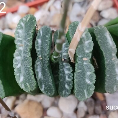 насіння haworthia S218.2  truncata Hosogay seeds
