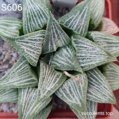 насіння S606 haworthia selection x haw seeds