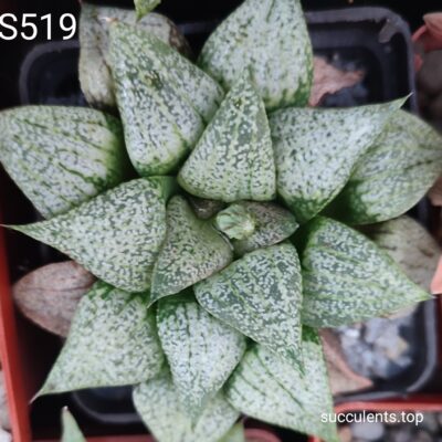 насіння S519 haworthia picta selection seeds