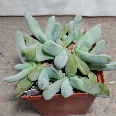 601 Glottiphyllum oligocarpum  весь горщик , вік 12 років