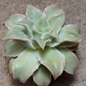602 Echeveria 'Madiba' вік 5 роки