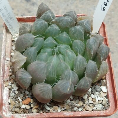 6027 Haworthia cooperi -N of Somerset East-