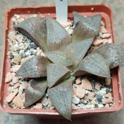 6036 Haworthia picta v.tricolor GM 256 -Rooiberg Pass-