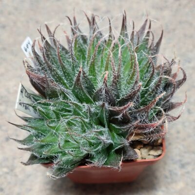 604 Haworthia cooperi v.venusta hybrid вік 8 років