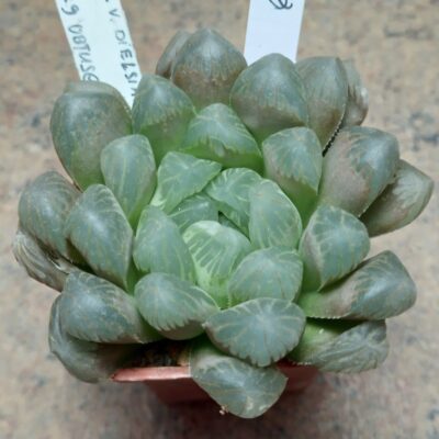6044 Haworthia cooperi v.dielsiana x obtusa 'Purple Dodson'