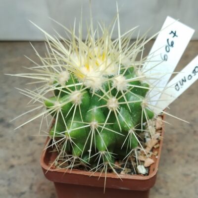 6067 Echinocactus grusonii