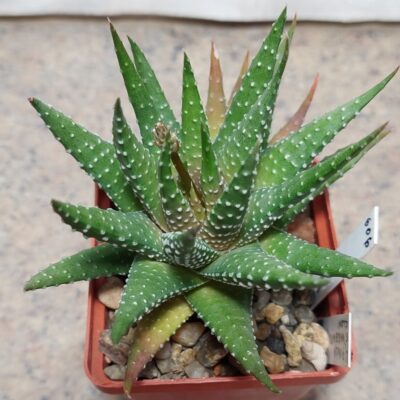 606 Haworthia pumila ex variegata clon1 вік 8 років