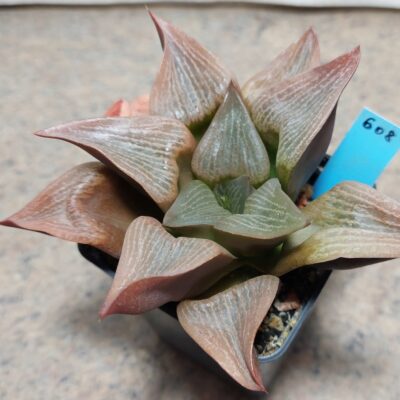 608 Haworthia retusa v.foucherii вік 6 років