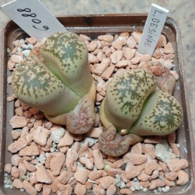 6088 Lithops gesinae весь горщик , вік 11 років