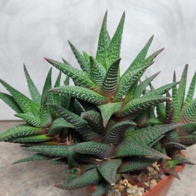 609 Haworthia nigra x fasciata весь горшик