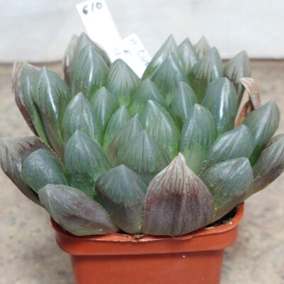 610 Haworthia obtusa ‘Murasaki’ hybrid F2 сіянець вік 6 років