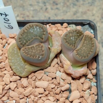 6107 Lithops hallii весь горщик , вік 11 років