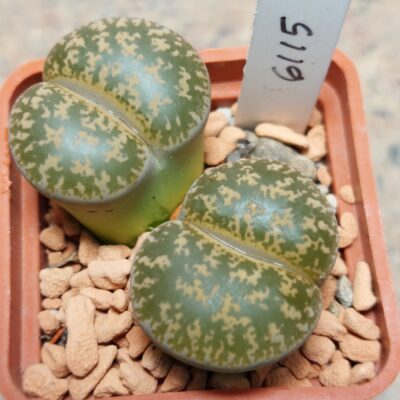6115 Lithops lesliei C407 весь горщик , вік 8 років