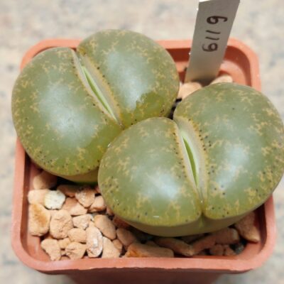 6119 Lithops lesliei C139 весь горщик , вік 10 років