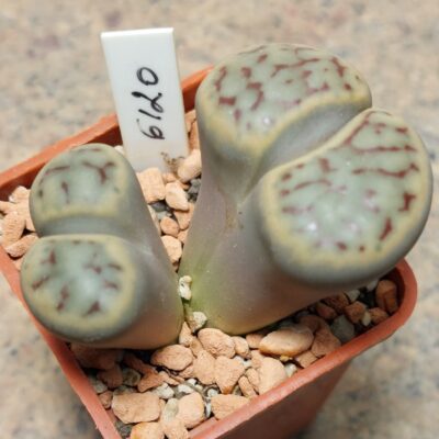 6120 Lithops schwantesii v.kuibisensis , вік 6 років