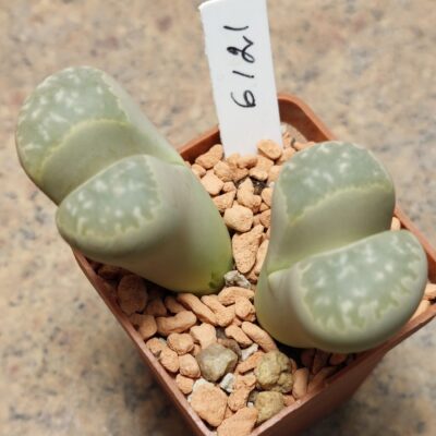 6121 Lithops marmorata весь горщик , вік 10 років