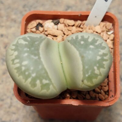 6125 Lithops marmorata , вік 6 років