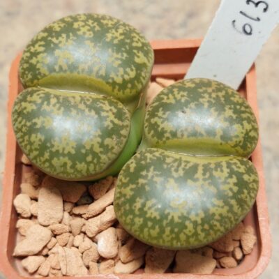 6130 Lithops lesliei весь горщик , вік 8 років