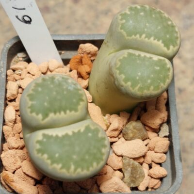 6133 Lithops salicola весь горщик , вік 6 років