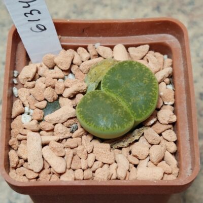 6134 Lithops lesliei v.albinica весь горщик , вік 6 років