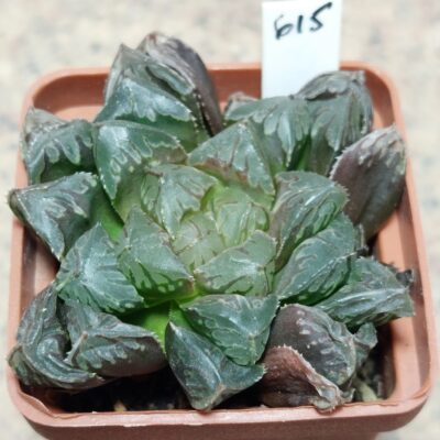 615 Haworthia cooperi hybrid