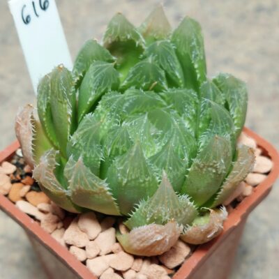 616 Haworthia 'Chivagri' hybrid