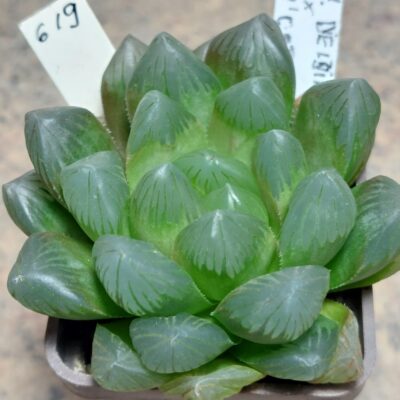 619 Haworthia obtusa ‘Murasaki’ hybrid F2 сіянець вік 6 років