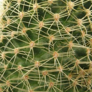 Mamillaria napina PP662 насіння