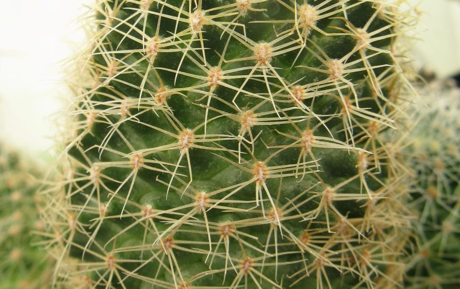 Mamillaria napina PP662 насіння