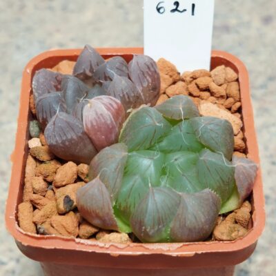 621 Haworthia cooperi  дві рослини , сіянці