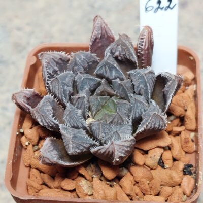 622 Haworthia 'Mirror Ball' x Haworthia cooperi x 'Kegazato'