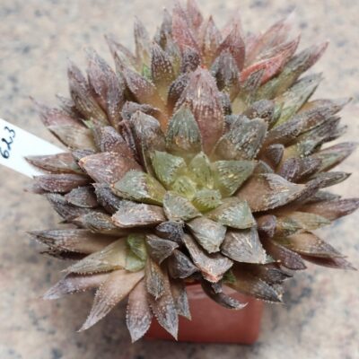 623 Haworthia reticulata x'Yulia' hybrid весь горшик