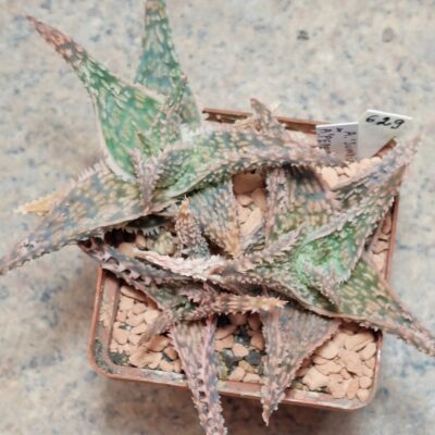 629 Aloe hybrid весь горщик