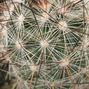 Mamillaria tetranzistra MG насіння