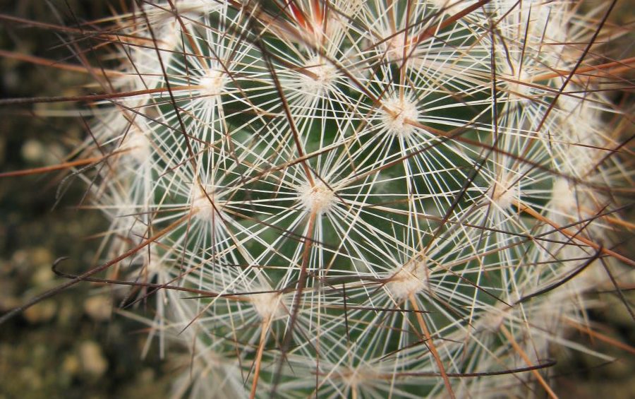 Mamillaria tetranzistra MG насіння