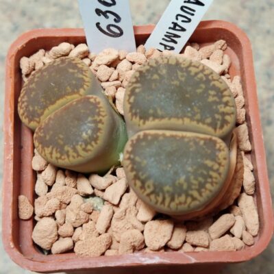 6307 Lithops aucampiae L2-92 весь горщик вік 9 років
