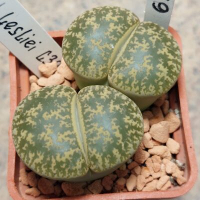 6313 Lithops liesliei C30 весь горщик вік 8 років