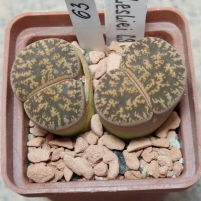 6315 Lithops liesliei C30 весь горшик вік 9 років
