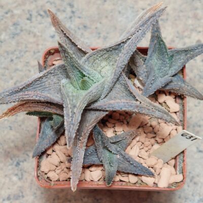 631 Aloe hybrid  маленька рослина