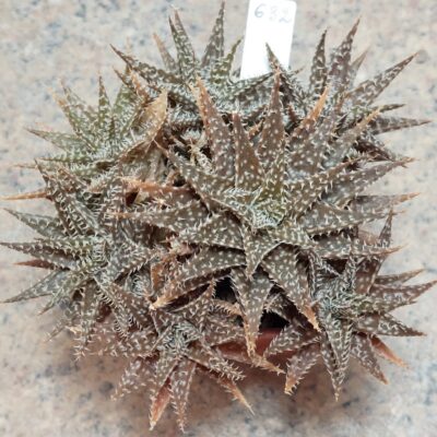 632 Aloe descoingsii x haworthioides весь горшик