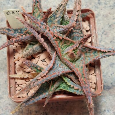 634 Aloe hybrid весь горщик