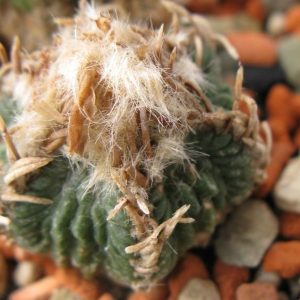 Aztekium ritteri El Poblado насіння