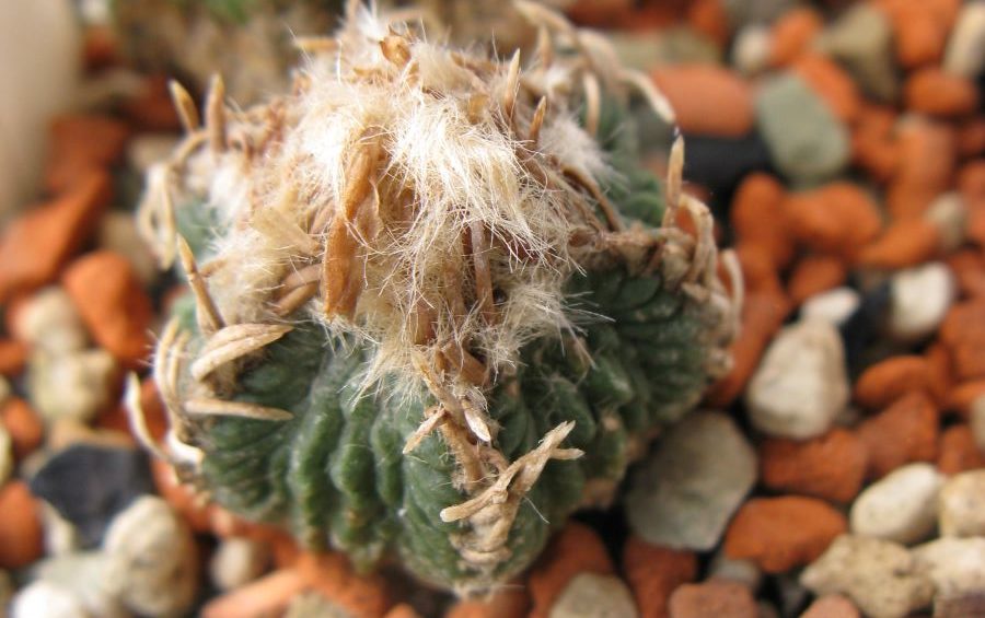 Aztekium ritteri El Poblado насіння