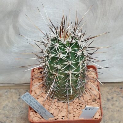 641 Echinocereus engelmannii v. variegatus SB844