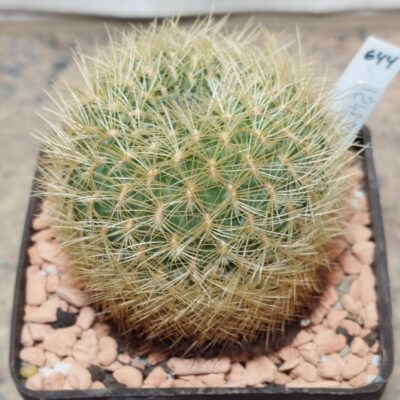 644 Sulcorebutia swobodae